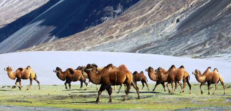 Radhey Krishna Tour & Travels